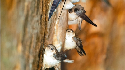 Swiftlets and the bird's nest exploitation profession in Cu Lao Cham