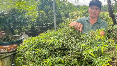 Thu nhập cao từ nghề sửa kiểng, chăm sóc bonsai