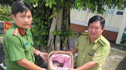 Rùa núi vàng và tê tê đi lạc, người dân phát hiện liền đem giao nộp cho công an