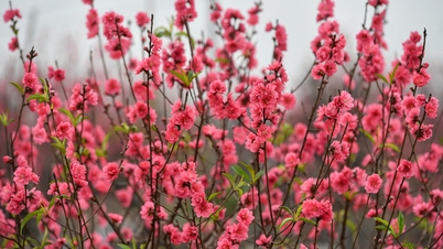 Kementerian Dalam Negeri mengumumkan cuti Tahun Baru Imlek dan Hari Kebangsaan pada 2026