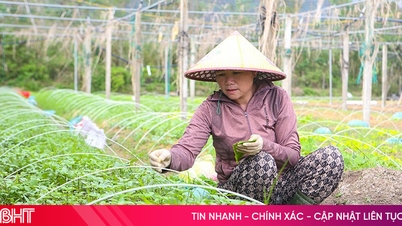Vựa rau giống lớn nhất Hà Tĩnh sẵn sàng cung ứng sản xuất vụ đông