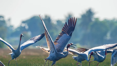 Perjalanan 10 tahun memotret burung bangau mahkota merah: Simbol indah budaya Asia Timur