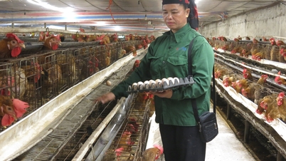 가금류 및 산란계 사육의 연관성