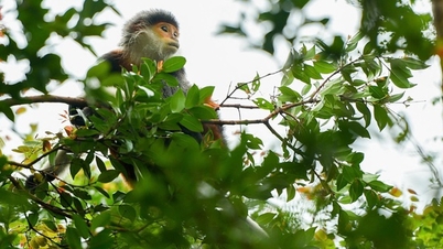 Transformar a Península de Son Tra em um ícone de ecoturismo verde em Da Nang