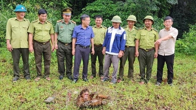 Devolvendo um raro macaco de rosto vermelho ao seu habitat natural