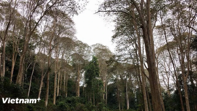 Parc National de Pu Mat : Une destination nature idéale à Nghe An