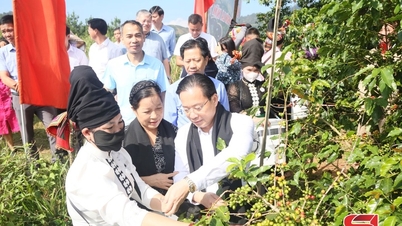 Festival memetik kopi Arabika pertama yang menarik di komune Muoi Noi, 2025