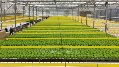 Vietnamesisk landbruk på terskelen til genredigeringsteknologi