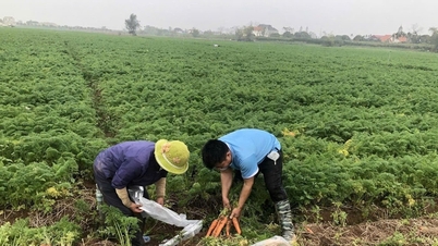 Terapkan secara serius pembebasan dan pengurangan biaya penggunaan tanah dan sewa tanah.