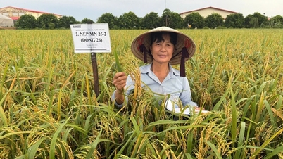 Aquele que “semeia ouro” nos campos da sua terra natal