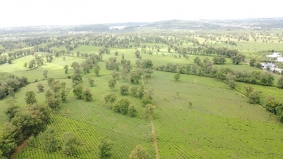 Gia Lai aprueba un proyecto agrícola de alta tecnología por valor de más de 1.600 mil millones de VND