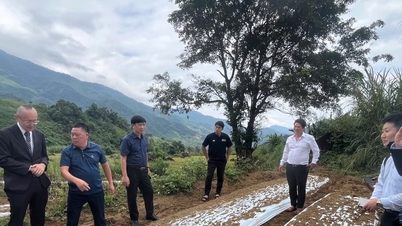 JICA ສືບ​ຕໍ່​ປະ​ຕິ​ບັດ​ຮູບ​ແບບ​ການ​ປູກ​ກະ​ທຽມ​ຂາວ​ຍີ່​ປຸ່ນ​ຢູ່​ຕາ​ແສງ​ນາ​ງອຍ (Nghe An)