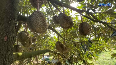 Phuoc Giang topraklarında altın durian sezonu