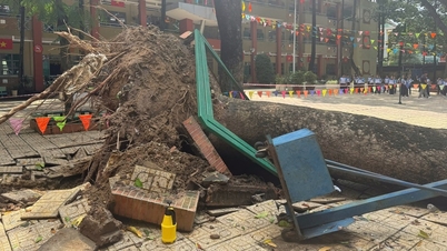 A 20m tall acacia tree fell in a school in Dong Nai