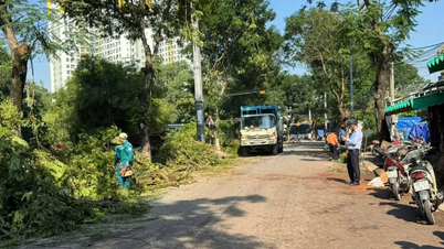 Pokok tumbang cederakan 2 orang di wad Dong Hoa, HCMC: Bersihkan tempat kejadian, beri amaran kepada orang ramai ketika dalam perjalanan