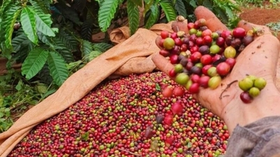 Harga babi pada 2 Oktober 2025: Wilayah Tengah dan Selatan menurun sedikit