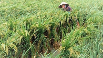 Hai Phong har slutfört restaureringen av mer än 800 hektar ris som skadades av storm nummer 10.