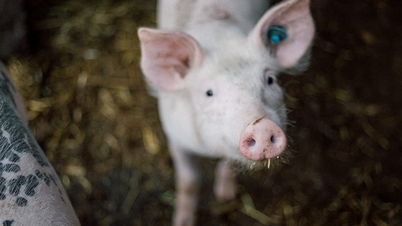 Pig price today October 2: North is still, price drop 'reaches' South