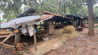 Livestock farming habits pollute the residential environment in Buon Ma Thuot
