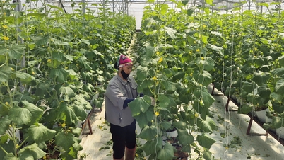 El barrio de Tan An desarrolla una agricultura de alta tecnología