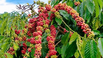 COMMODITIES MARKET: Coffee leads the trend