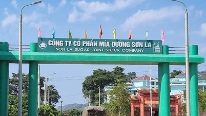 Son La Sugarcane (SLS) se chystá vyplatit 150% dividendu v hotovosti.