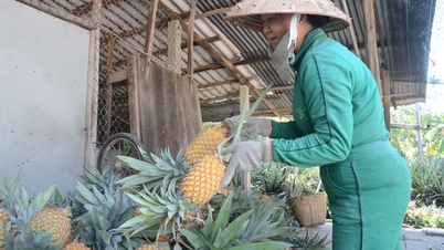 Binh An komune membangunkan model pelbagai tanaman nanas - pinang - kelapa