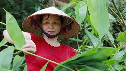 រកលុយពីស្លឹកឈើ