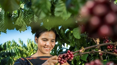 Prix ​​des produits agricoles aujourd'hui 2 octobre 2025 : Les prix du café augmentent fortement, les prix du poivre restent inchangés