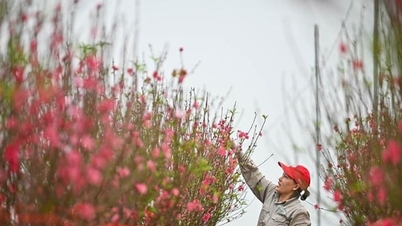 Submit to the Government a plan for a 9-day Lunar New Year holiday and a 5-day National Day holiday