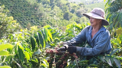 Harga kopi hari ini 2 Oktober 2025: Pecahkan rekor pendapatan lebih dari 8,4 miliar USD