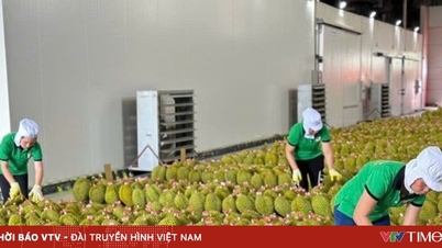 Durian exports increase sharply