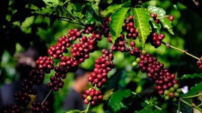 Agrarproduktpreise am 20. Oktober 2025: Pfeffer- und Kaffeepreise bleiben stabil
