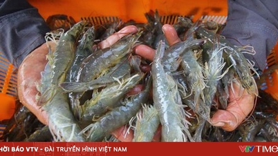 Indonesia melanjutkan ekspor udang ke AS