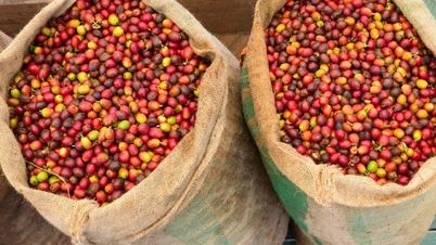 Preços dos produtos agrícolas hoje, 20 de outubro: Planalto Central estável, ignorando a queda de mais de 1% de Londres