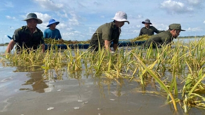 Tay Ninh : Plus de 250 hectares de rizières et d'arbres fruitiers endommagés par les inondations