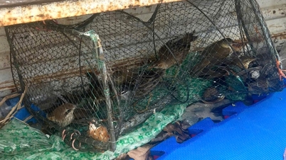 違法に売買された鳥を野生に放つ
