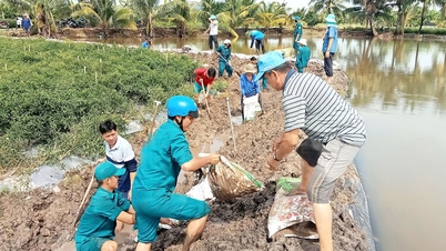 Las aguas suben y la comuna de Ba Chuc refuerza los diques para proteger las verduras.