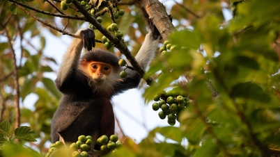 Heartbreakingly beautiful creatures are disappearing from Vietnam's forests.