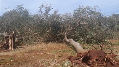 Dong Nai mengatasi dampak tornado yang merusak lebih dari 140 hektar tanaman.
