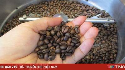 ارتفعت أسعار تصدير القهوة بنسبة 45٪