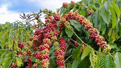 Harga kopi hari ini 22 Oktober 2025: Tarif menyebabkan harga kopi AS meningkat dengan mendadak