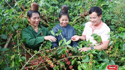 Colheita de acordo com as normas técnicas - manutenção da marca "Son La Coffee"