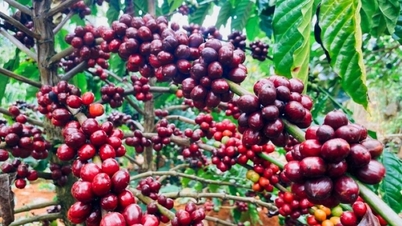 22 اکتوبر 2025 کو زرعی مصنوعات کی قیمتیں: کافی اور کالی مرچ بلند رہیں