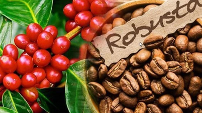 Les prix du café sur le marché intérieur restent stables, tandis que les prix mondiaux augmentent fortement.