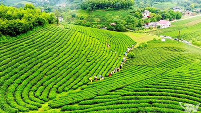 साल भर सुगंधित चाय