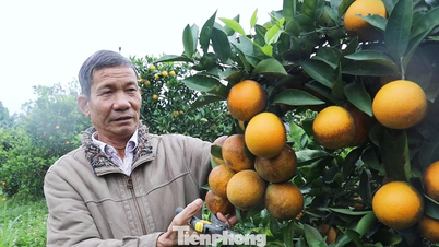 Old farmer in Son La applies technology, helping many people escape poverty