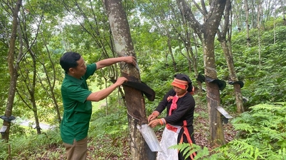 Khong Lao Commune Farmers' Association: Promoting the core role in economic development