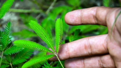 10 habilidades extraordinarias de las plantas que asombran a los científicos