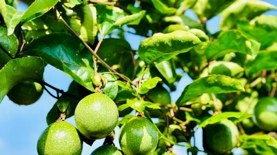 Southeast Lam Dong passion fruit meets VietGAP standards for the first time